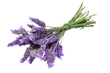 lavanda